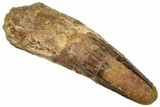 Fossil Spinosaurus Tooth - Real Dinosaur Tooth #305826