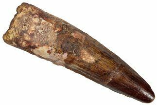 Fossil Spinosaurus Tooth - Real Dinosaur Tooth #305829