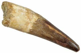 Fossil Spinosaurus Tooth - Real Dinosaur Tooth #305830