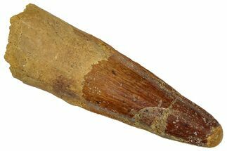 Fossil Spinosaurus Tooth - Real Dinosaur Tooth #305839