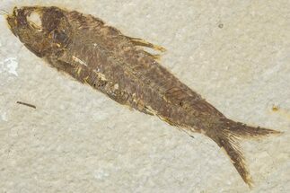 Bargain, Fossil Fish (Knightia) - Wyoming #307157