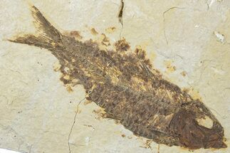 Bargain, Fossil Fish (Knightia) - Wyoming #307159