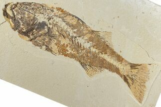 Bargain,  Fish Fossil (Mioplosus) - Wyoming #307167