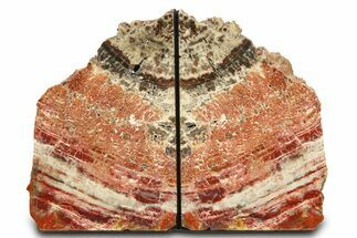 Tall, Arizona Petrified Wood Bookends - Red and White #307175