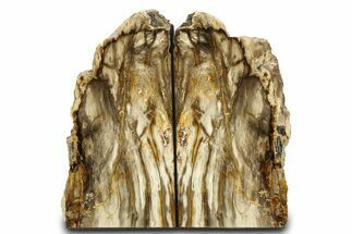 Tall, Colorful Petrified Wood Bookends - Washington #307186