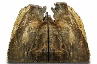 Polished Petrified Wood Bookends - Washington #307188