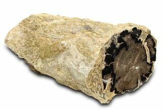 Long, Petrified Wood (Schinoxylon) Limb - Blue Forest, Wyoming #307196