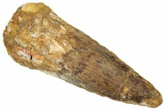 Fossil Spinosaurus Tooth - Real Dinosaur Tooth #305852