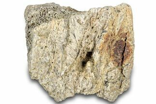 Dinosaur (Triceratops) Frill Shield Section - Montana #307011