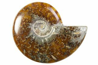 Polished Cretaceous Ammonite (Cleoniceras) Fossil - Madagascar #305907