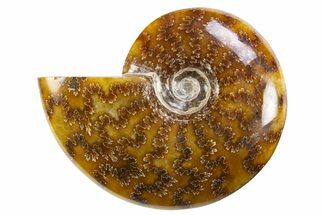 Polished Cretaceous Ammonite (Cleoniceras) Fossil - Madagascar #305926