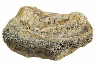 Dinosaur (Triceratops) Frill Shield Section - Montana #307026