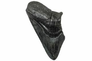 Partial, Fossil Megalodon Tooth - South Carolina #307298