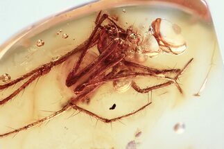 Fossil Pirate Spider (Mimetidae) In Baltic Amber #307213