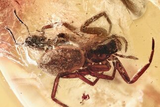 Beautifully Detailed Fossil Spider with Ant Prey In Baltic Amber #307217