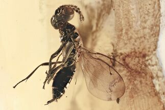 Detailed Fossil Wasp (Eupelmidae) In Baltic Amber - Green Hue #307379