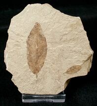 Fossil Cedrelospermum nervosum & Laurel Leaves - Green River Formation #16758