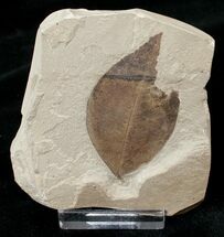 Fossil Swartzia (Legume) Leaf - Green River Formation #16759