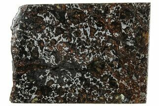 Polished Admire Pallasite Meteorite ( g) Slice - Kansas #307347