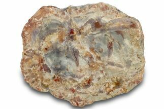 Polished Dinosaur Coprolite Nodule Half - Utah #307445