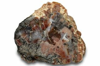 Polished Dinosaur Coprolite Nodule Half - Utah #307448