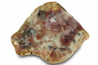 Polished Dinosaur Coprolite Nodule Section - Utah #307451