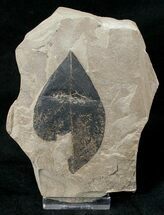 Unidentified Fossil Legume Leaf - Green River Formation #16806