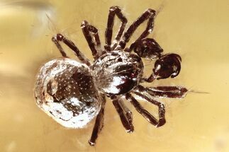 Detailed Fossil Spider (Araneae) In Baltic Amber #307808