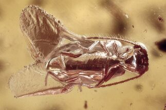 Fossil Ant-Like Leaf Beetle (Palaeocnopus) in Baltic Amber #307626