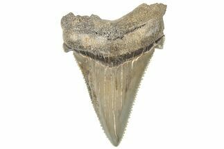 Serrated Angustidens Tooth - Megalodon Ancestor #308042