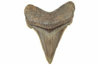 Serrated Angustidens Tooth - Megalodon Ancestor #308043