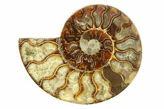 Cut & Polished Ammonite Fossil (Half) - Madagascar #308091