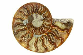 Cut & Polished Ammonite Fossil (Half) - Crystal Pockets #308094