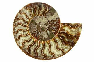 Cut & Polished Ammonite Fossil (Half) - Madagascar #308097