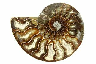 Cut & Polished Ammonite Fossil (Half) - Madagascar #308106