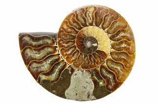 Cut & Polished Ammonite Fossil (Half) - Madagascar #308110