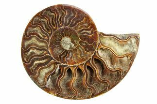 Cut & Polished Ammonite Fossil (Half) - Crystal Pockets #308114