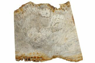 Polished Fossil Coral Slab - Indonesia #307959