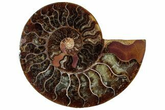 Cut & Polished Ammonite Fossil (Half) - Madagascar #308182