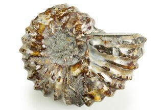 Polished, Bumpy Ammonite (Douvilleiceras) Fossil - Madagascar #308059