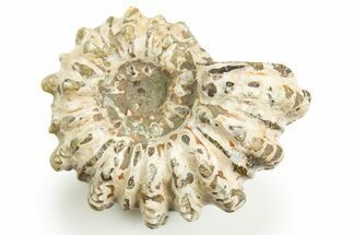 Bumpy Ammonite (Douvilleiceras) Fossil - Madagascar #308061