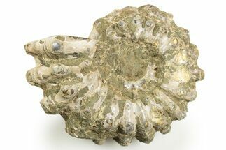 Bumpy Ammonite (Douvilleiceras) Fossil #308062