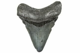 Juvenile Megalodon Tooth - South Carolina #308068