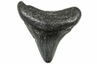 Juvenile Megalodon Tooth - South Carolina #308069