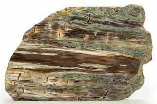 Free-Standing Polished Petrified Wood - Hampton Butte #308283