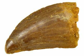 Serrated, Carcharodontosaurus Tooth - Real Dinosaur Tooth #308353