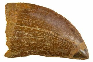 Serrated, Carcharodontosaurus Tooth - Real Dinosaur Tooth #308365