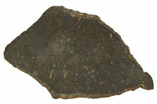 Carbonaceous Chondrite Meteorite ( g) Slice - NWA #308386