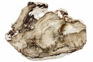 Polished Petrified Wood (Bald Cypress?) Slab - Washington #308391