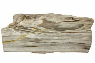 Polished Petrified Wood (Bald Cypress?) Slab - Washington #308394